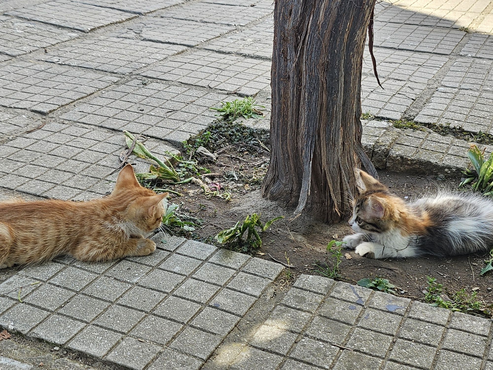 Подарявам котенца
