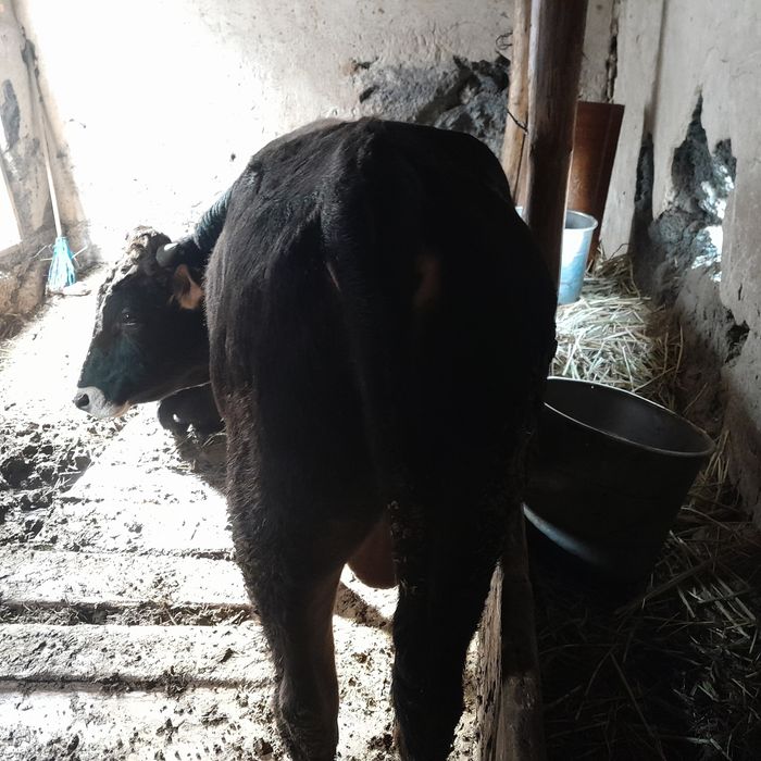 Продам бычка на откорме