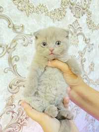 Scottish fold...