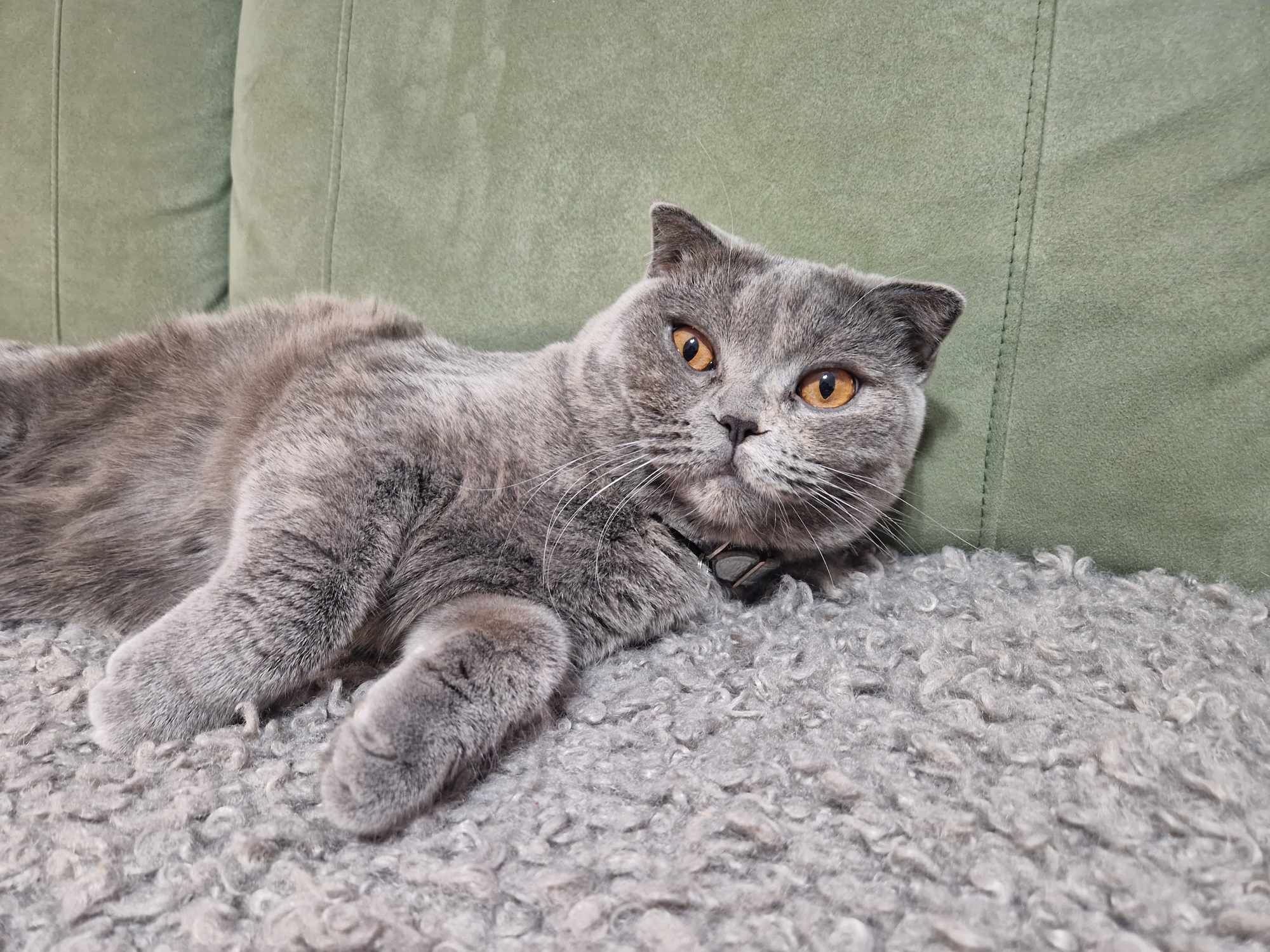 Scottish fold blue