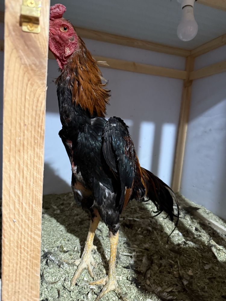 Сотилади  корея шамо,