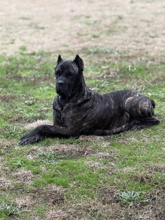 Кученца кане корсо