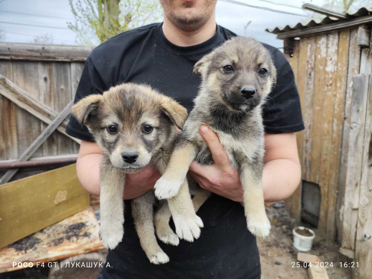 Отдам щенков 1,5 месяца