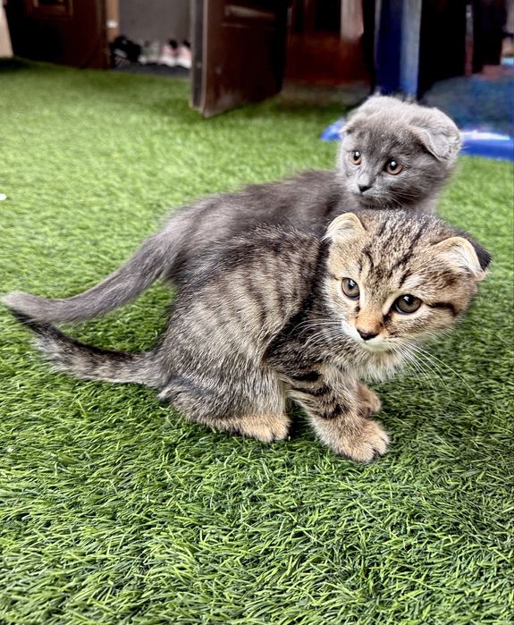 Продаются  вислоухие котята