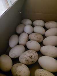 Инкубационное яйцо  гусей