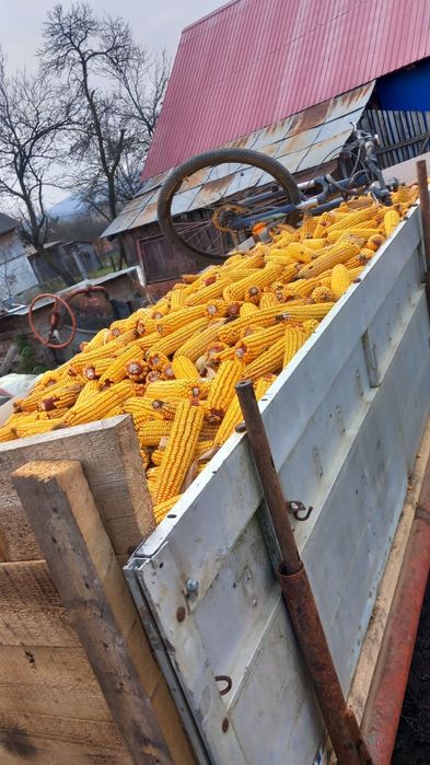 Vând porumb știuleți