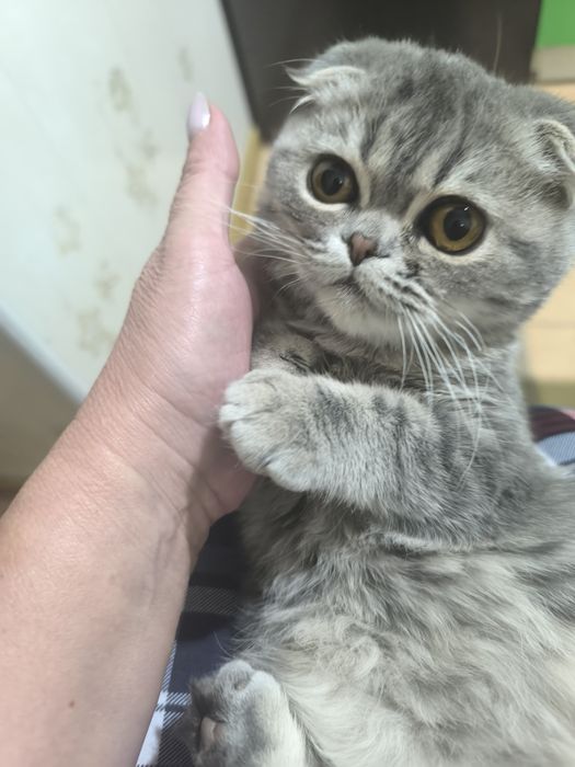 Продаются Вислоухие котчта