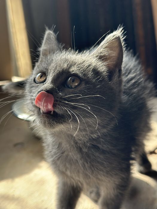 Котёнок подкидыш ищет дом