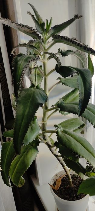 Каланхое лечебный