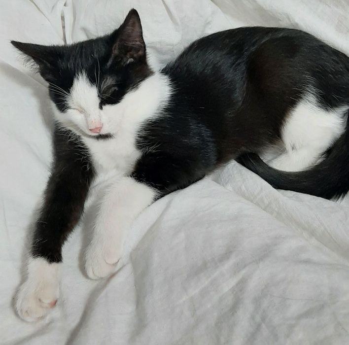 Отдам кошечку бесплатно.