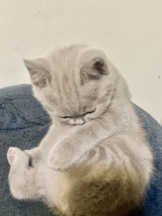 Шотландски клепоухи котенца