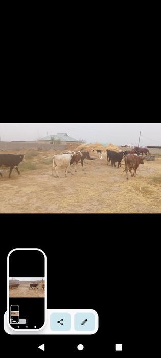 16.  Бас бұқа сатылады