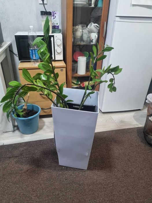 Продаются цветы разные