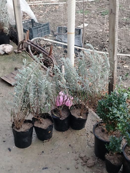 Lavanda internedia gulidigan holatd