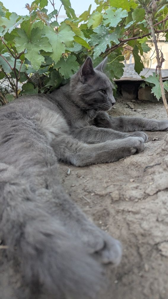 Mushuk hadiyaga beriladi yaxshi qo'llarga