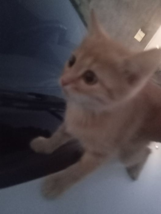 Котята 1,5месяцев
