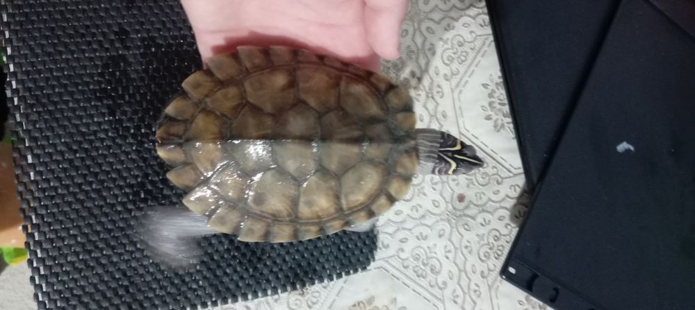 Vand Broasca testoasa (cu accesorii)