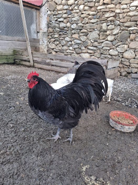 Vând 2 cocoși australorp