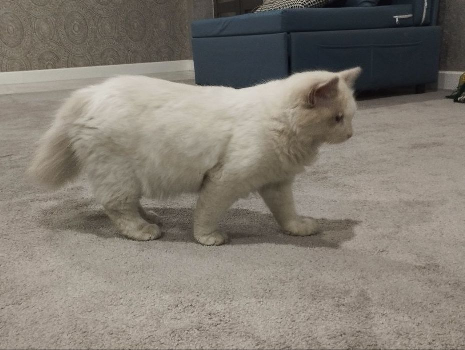 Toza o'g'il bola Regdoll mushugi