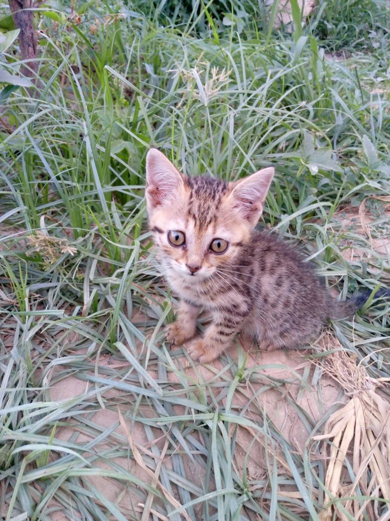 hadyaga beriladi