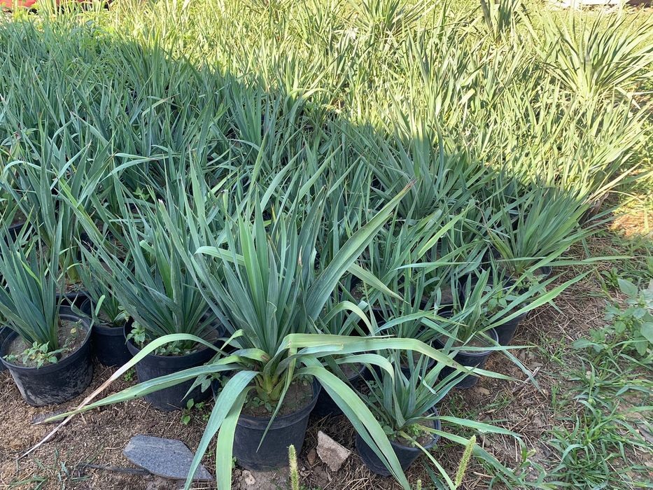 Floare verde Yucca