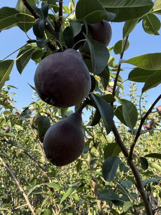 Pomi fructiferi pe rod