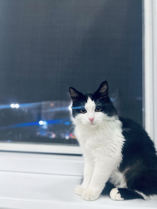 Mushuk hadyaga beriladi yaxshi qullarga