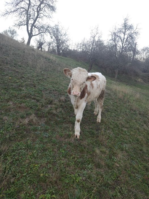 Vând vițel pentru tăiere