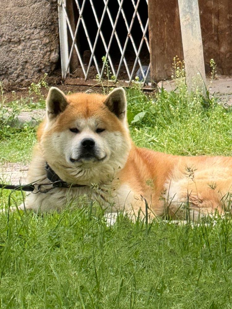 Кабель Акиту ину ищет невесту для вязки
