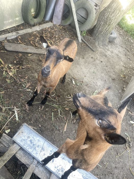 Capra Alpina Franceza