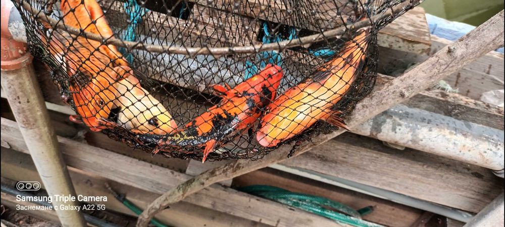 Риби таранка,златни и Кои, изграждане на градински езерца