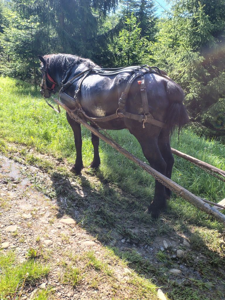 Vând armăsar foarte cuminte