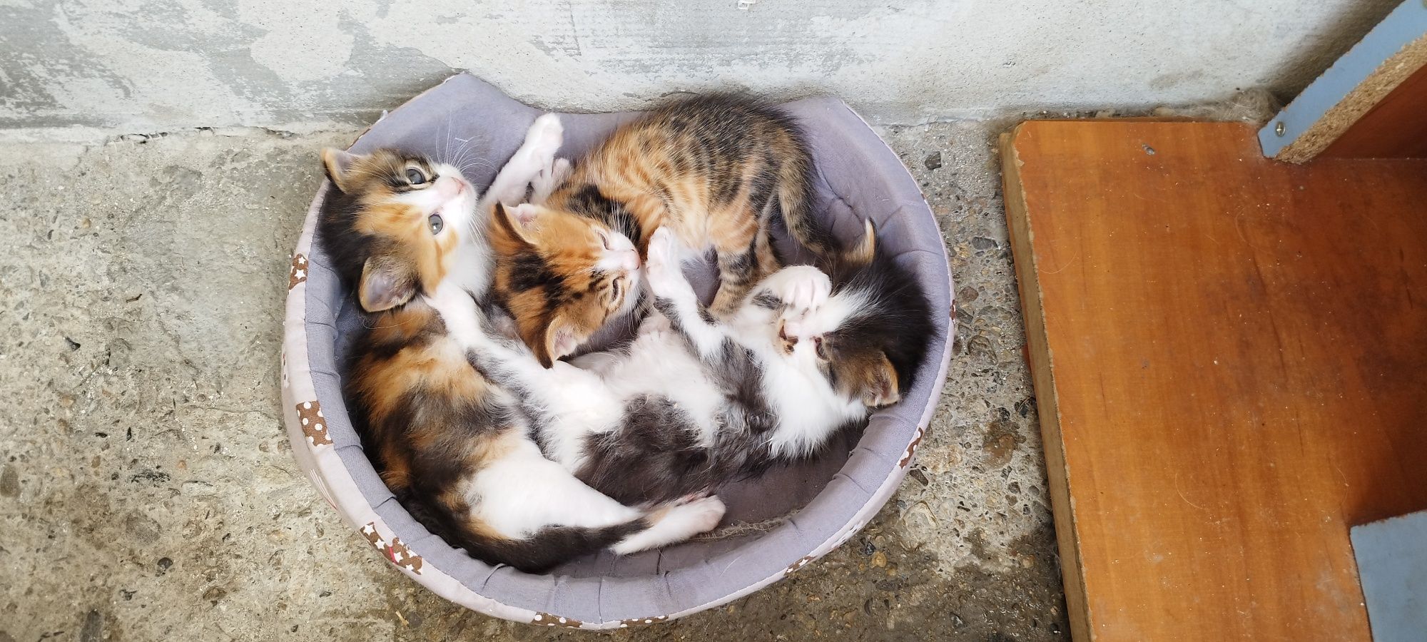 Малки    котенца