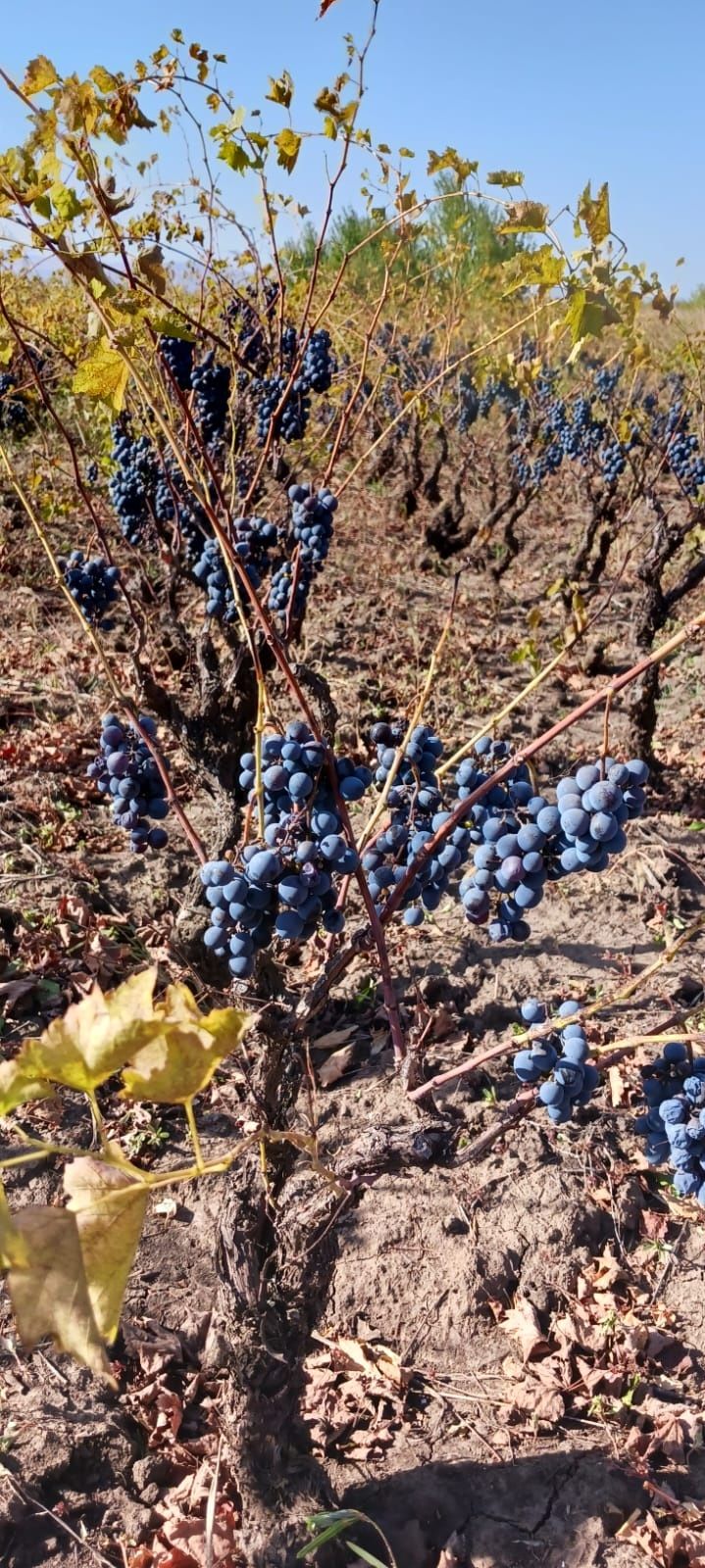 Vând struguri pentru vin