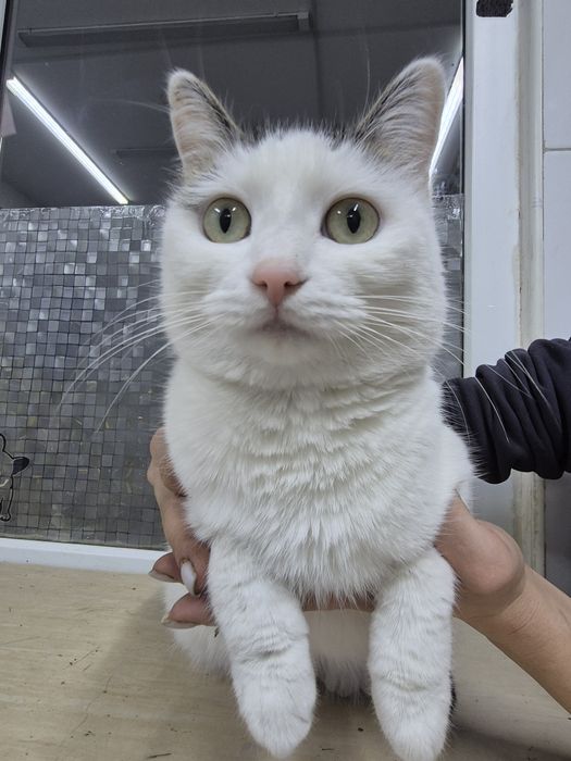 Снежинка Срочно ищет дом!