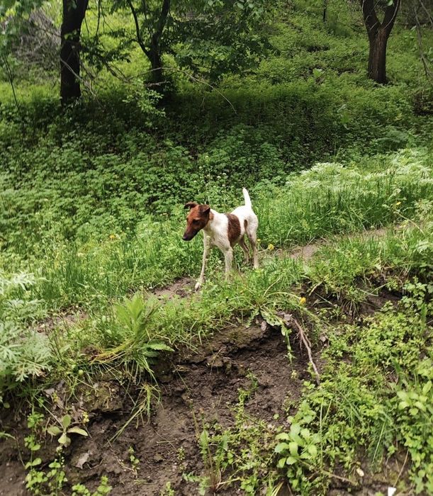 К продаже фокстерьер