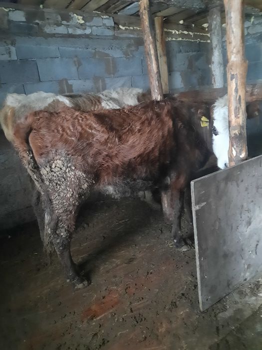 Продам каровка..