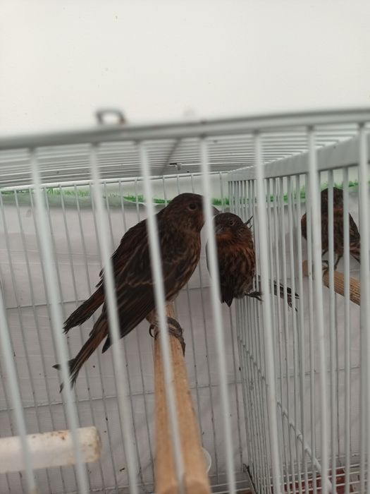 Vând pui canari roși