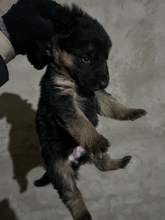 Чистокровные щенки немецкой овчарки