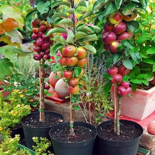 Pomi fructiferi columnari