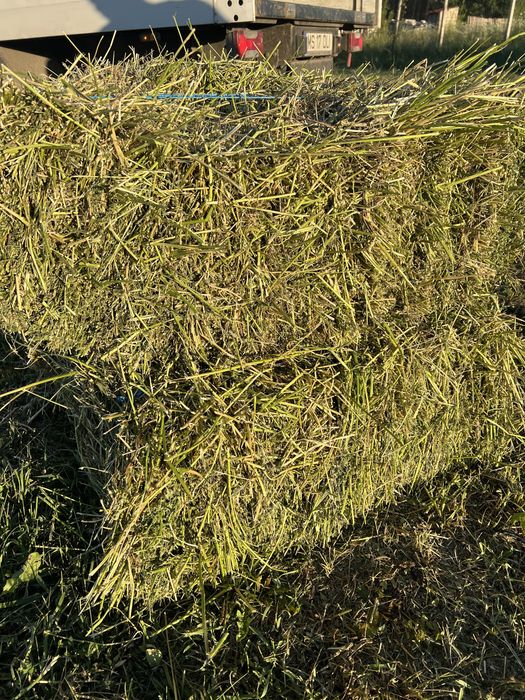 Baloti patrati de lucerna