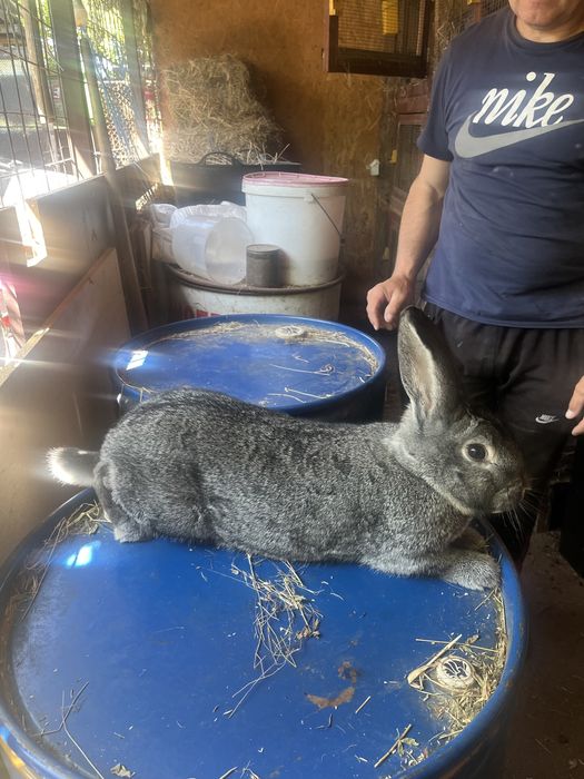 Iepuri chinchilla