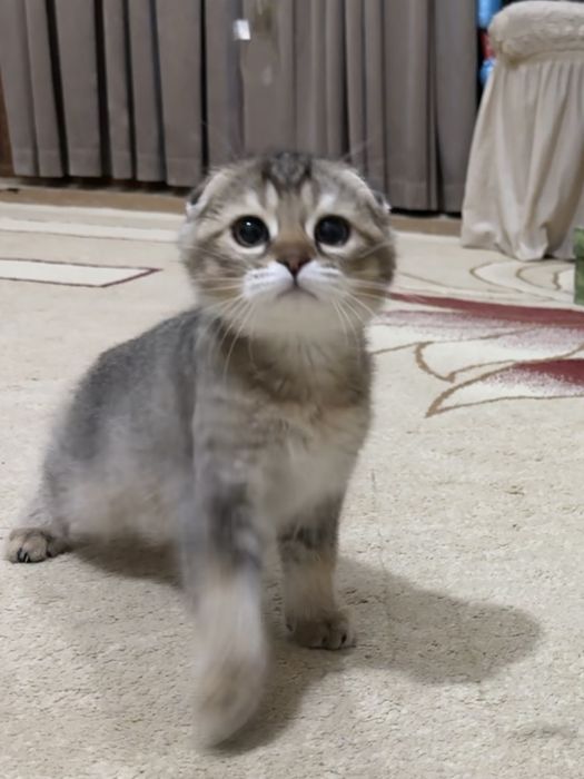 Кошки скотиш фолд + британский