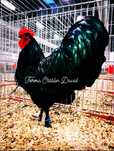 Oua de incubat Australorp Negru-Albastru-Splash