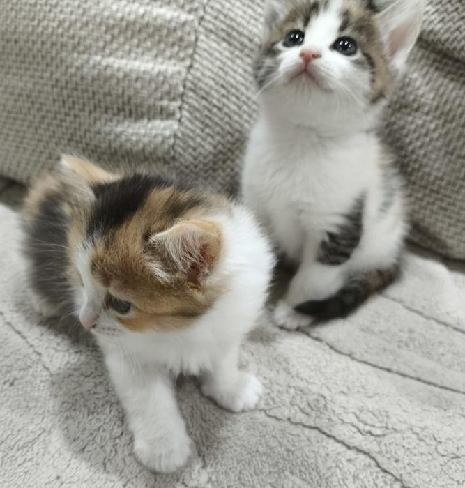 В добрые руки, 2 девочки