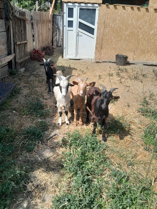 Vind 3 capre bune la prima fatare