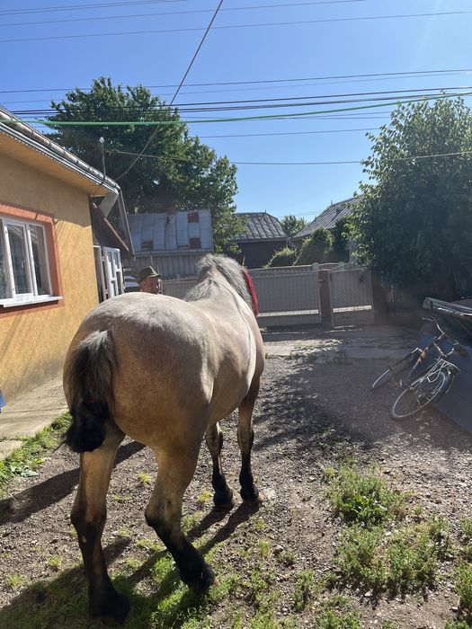 De vazare cal castrat