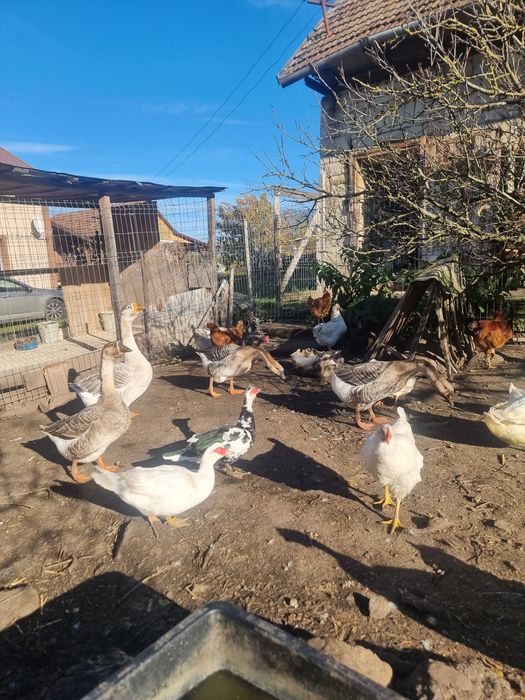 Vând gaste americane