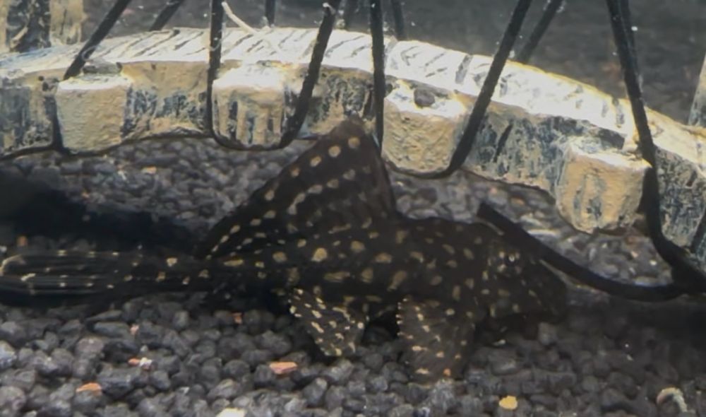 Pesti acvariu sanitari, GIBBICEPS, Craiova! 5-7 cm