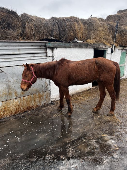 Продается лошадь мерин